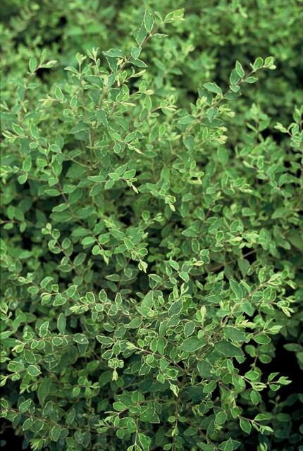 Symphoricarpos ch. 'Hancock' (snowberry) – 24 plants, Ø9 cm, 10–25 cm high – photo 7