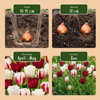 Tulpe 'Dutch Design' – 60 Blumenzwiebeln (Zwiebelgröße 11/12)