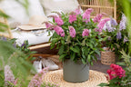 Buddleja davidii 'Butterfly Candy Little Pink' (vlinderstruik) – roze – Ø12 cm, 20–25 cm hoog