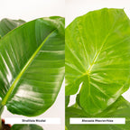 Strelitzia nicolai (hvid paradisfugleblomst) – Ø19 cm, 85 cm høj