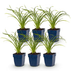 Hemerocallis 'Stella D’Oro' (daglelie) – geel – 6 planten, Ø11 cm, 15–25 cm hoog