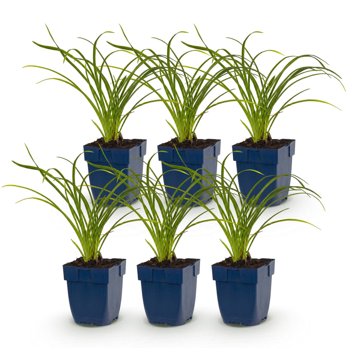 Hemerocallis 'Stella D’Oro' (daglelie) – geel – 6 planten, Ø11 cm, 15–25 cm hoog