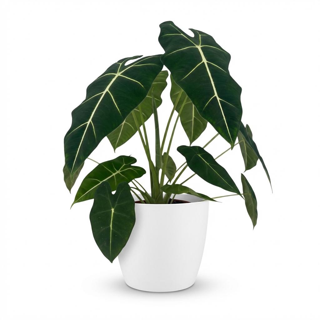 Alocasia Frydek (oreille d'éléphant) en pot de décoration Potter blanc – Ø19 cm, 60 cm de haut