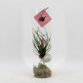 Tillandsia Cyanea (plante aérienne) – Ø11 cm, 38 cm de haut