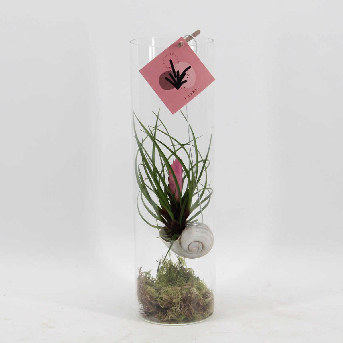 Tillandsia Cyanea (Luftpflanze) – Ø 11 cm, 38 cm hoch
