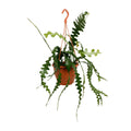 Epiphyllum Anguliger (Cactaceae) – Ø17 cm, 35 cm de haut
