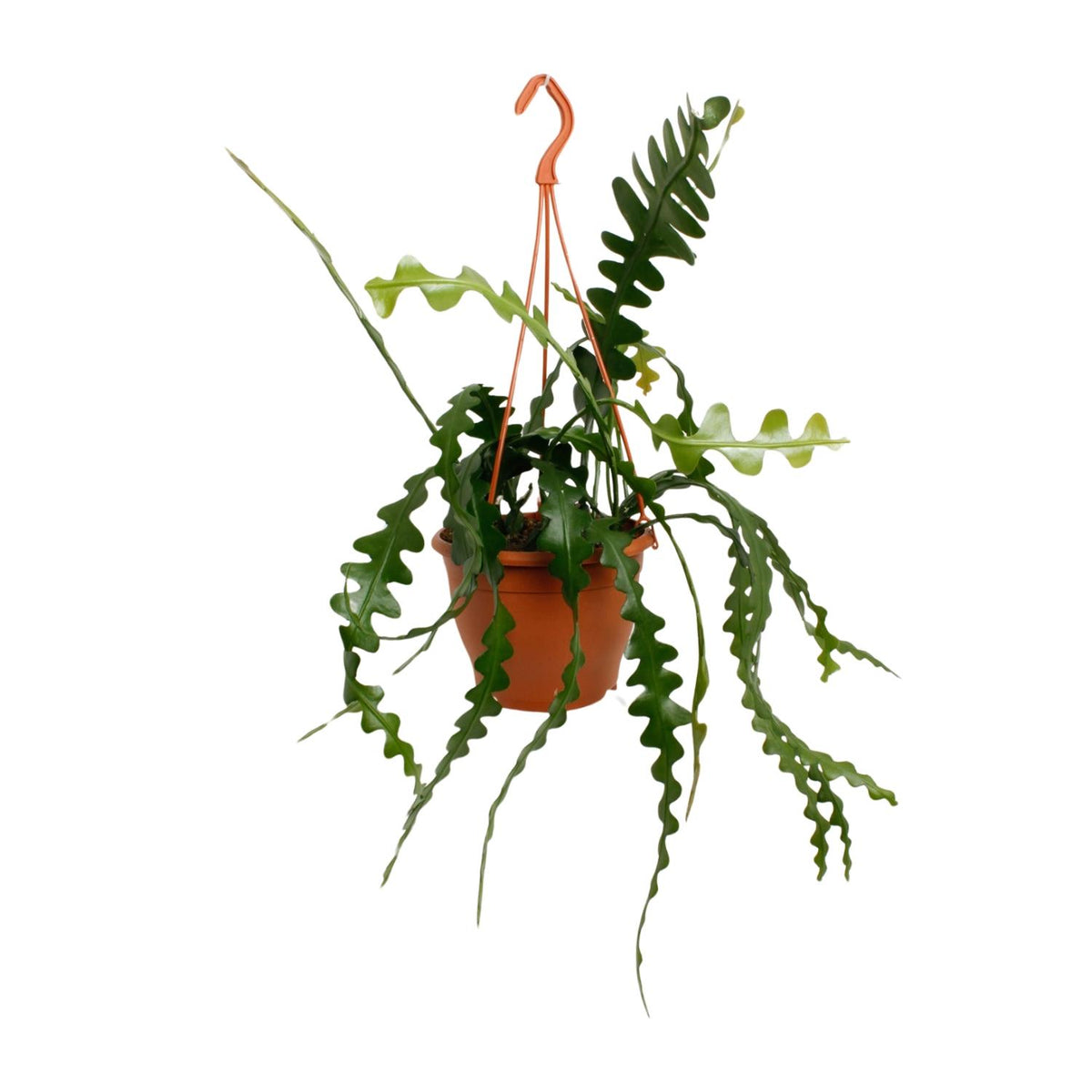 Epiphyllum Anguliger (Cactaceae) – Ø17 cm, 35 cm hoog