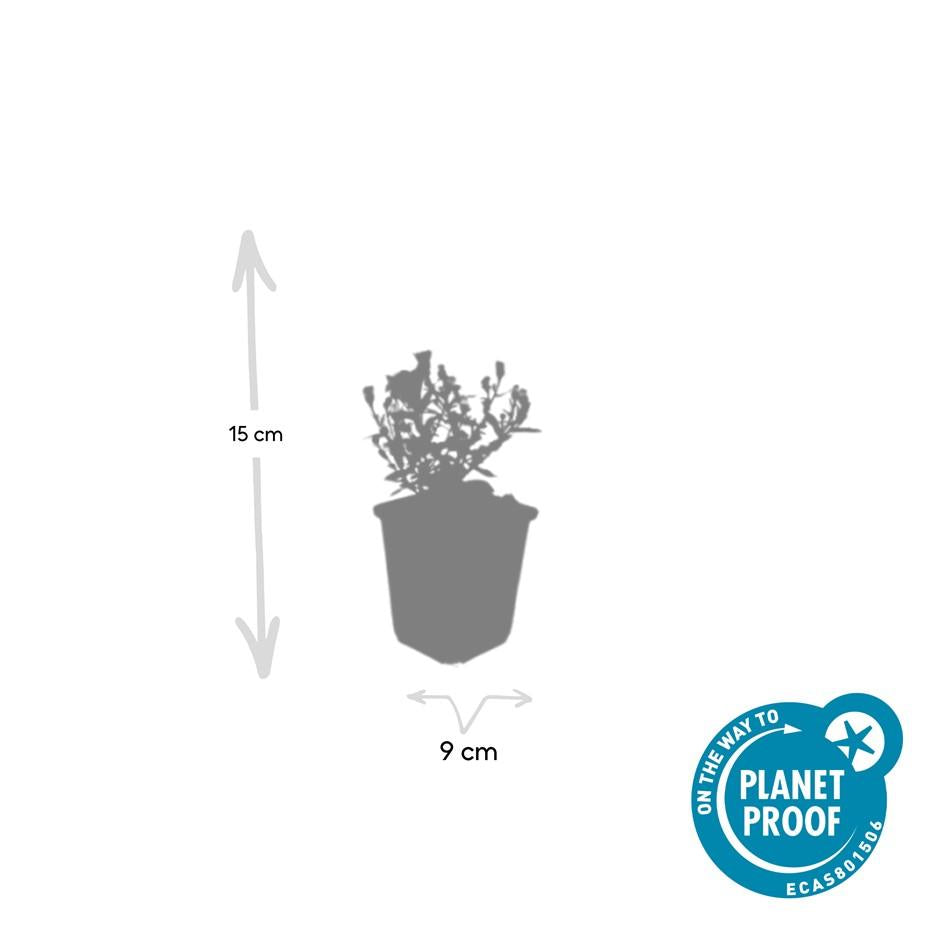 Aster 'Prof. Anton Kippenberg' – 24 planten, Ø9 cm, 10–25 cm hoog