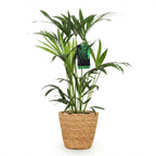 Howea forsteriana (kentia-palme) med kurv – Ø19 cm, 80–85 cm høj