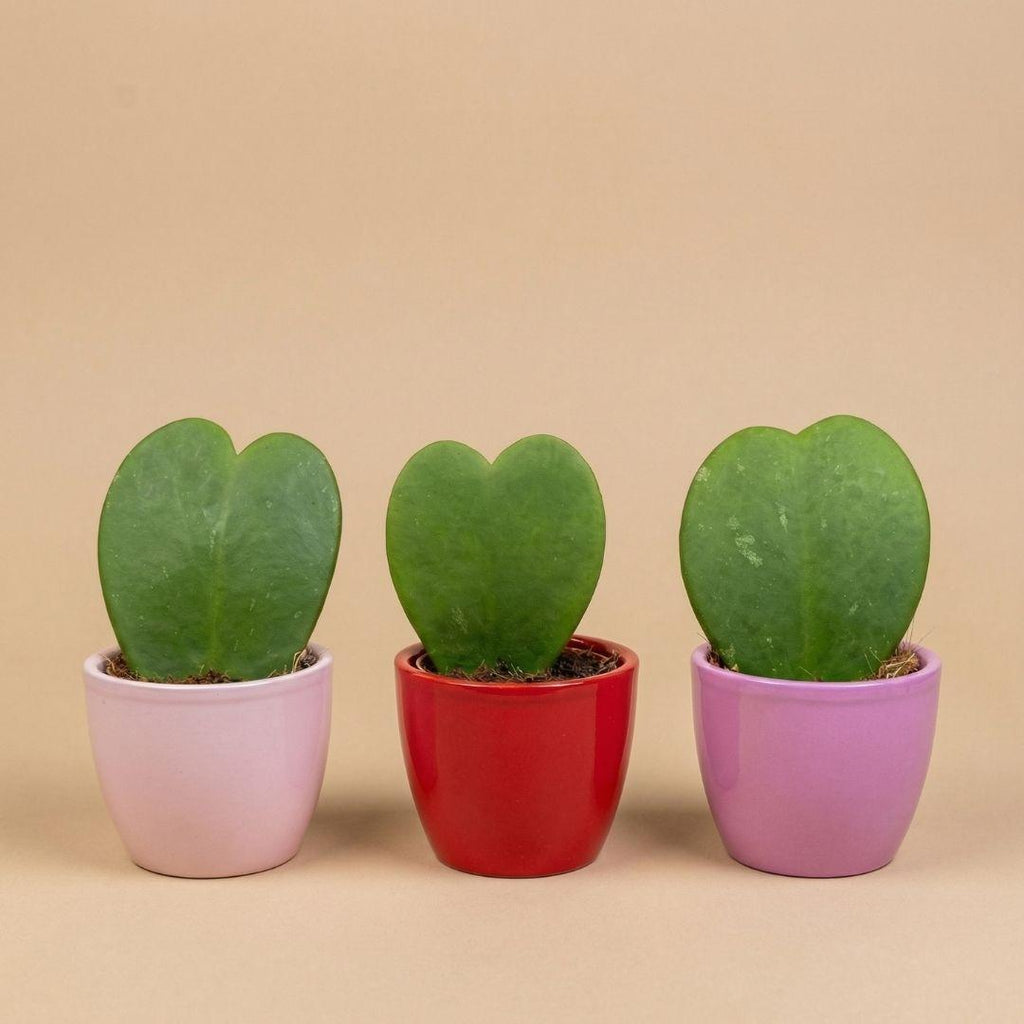 3× Hoya kerrii (plante de Jésus) en mini pot – Ø6 cm