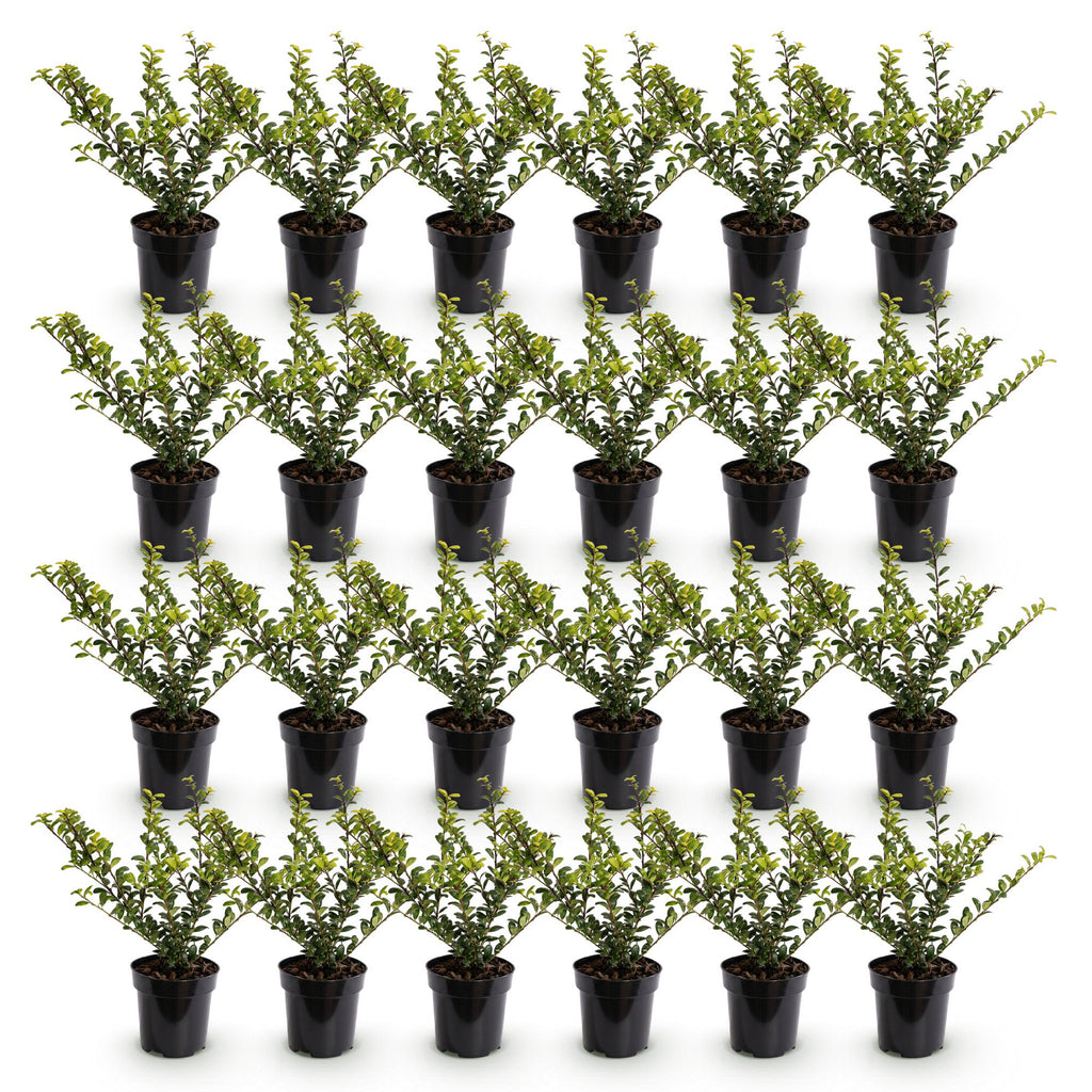 Ilex crenata 'Covenxa' (Houx du Japon) – 24 plants, Ø9 cm, 20–30 cm de haut – photo 2