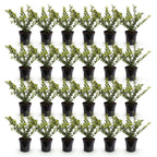 Ilex crenata 'Covenxa' (Houx du Japon) – 24 plants, Ø9 cm, 20–30 cm de haut