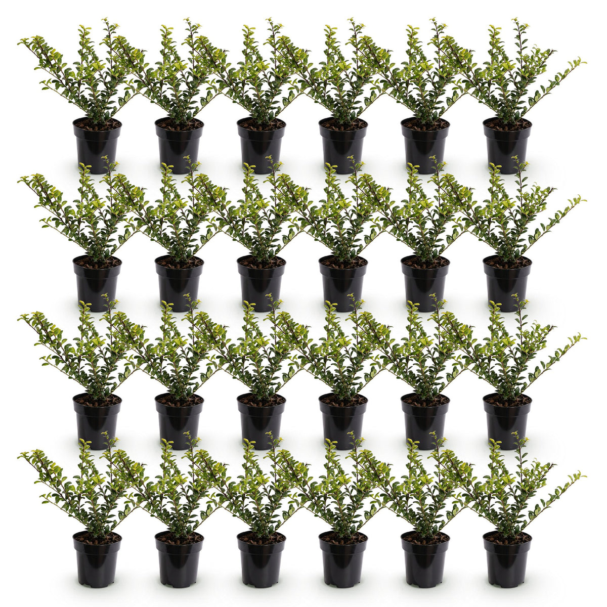 Ilex crenata 'Covenxa' (Houx du Japon) – 24 plants, Ø9 cm, 20–30 cm de haut – photo 2
