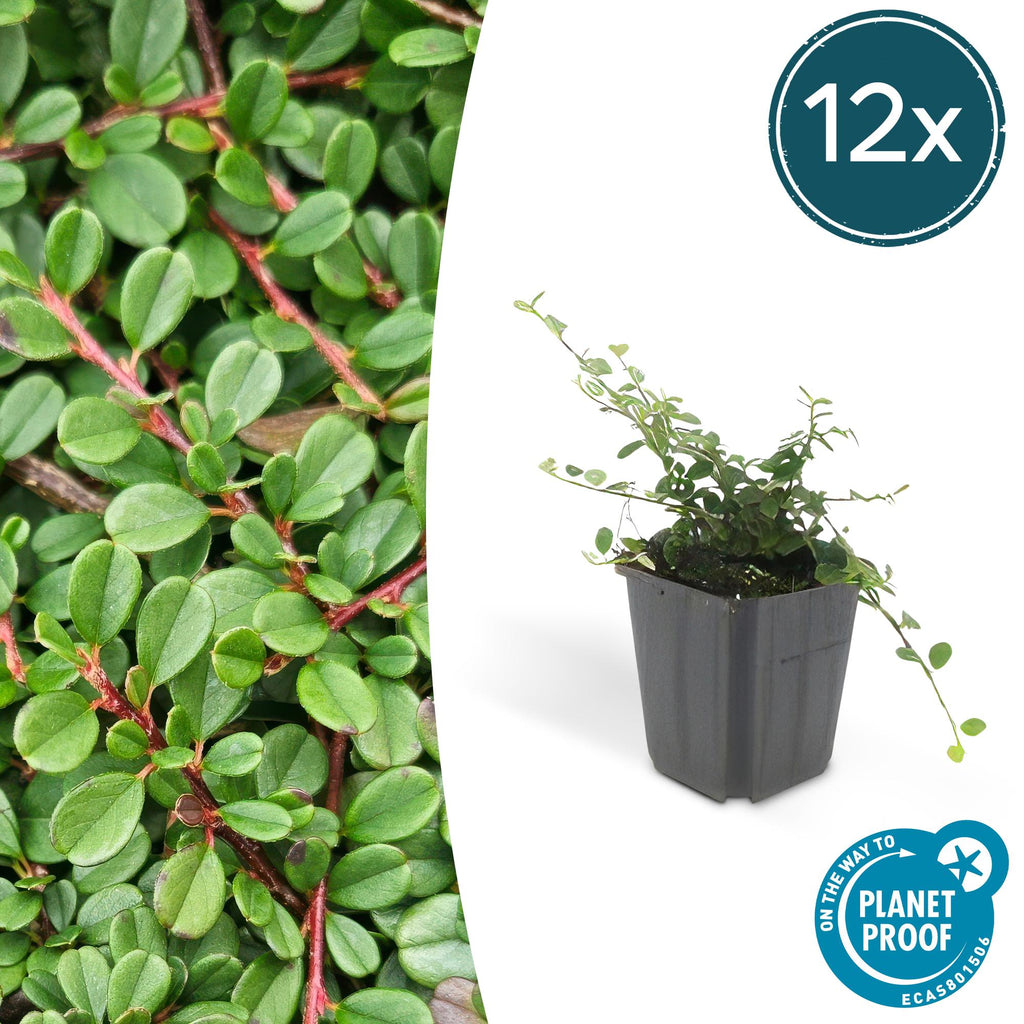 Cotoneaster pr. 'Streib’s Findling' (dwarf cotoneaster) – 12 plants, Ø9 cm, 10–25 cm high – photo 2
