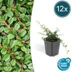 Cotoneaster pr. 'Streib’s Findling' (dwarf cotoneaster) – 12 plants, Ø9 cm, 10–25 cm high