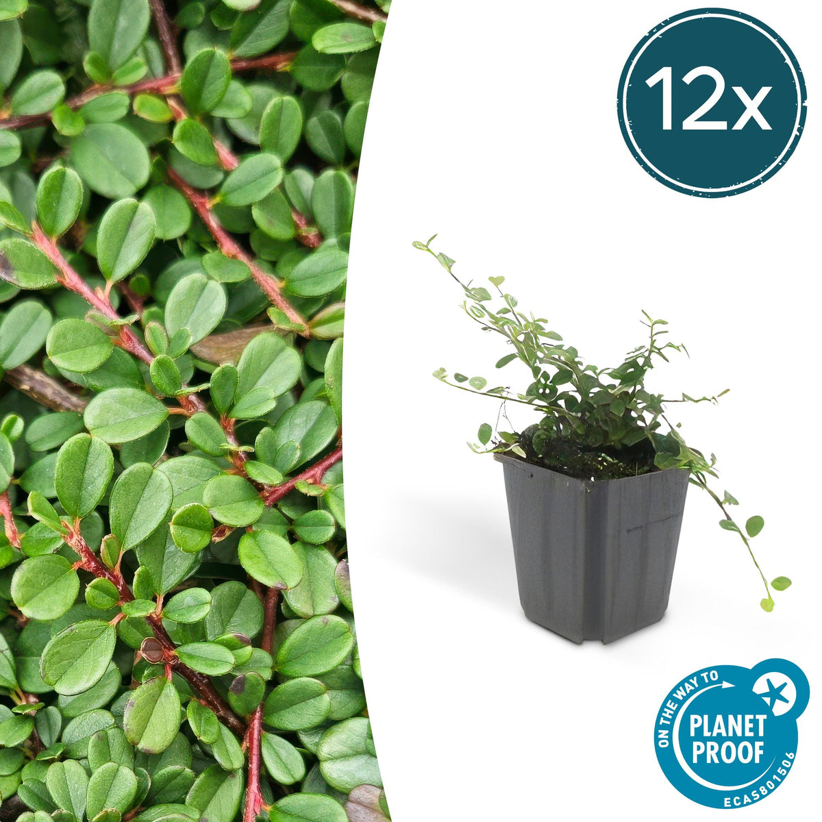 Cotoneaster pr. 'Streib’s Findling' (dwarf cotoneaster) – 12 plants, Ø9 cm, 10–25 cm high – photo 2