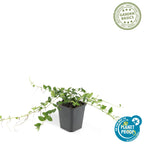 Vinca minor 'Alba' (periwinkle) – 12 plants, Ø9 cm, 10–25 cm high