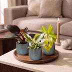 3× Philodendron tricolore bébé incl. Linnea Misty Blue – Ø6 cm, 10–15 cm de haut