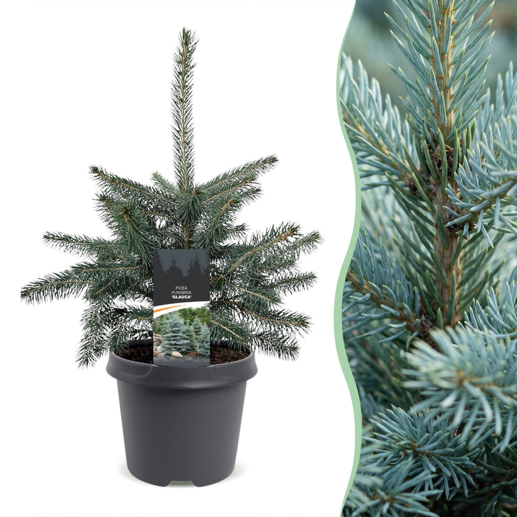 Picea pungens Glauca (julegran) – Ø23 cm, 60 cm høj