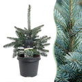 Picea pungens Glauca (julegran) – Ø23 cm, 60 cm høj