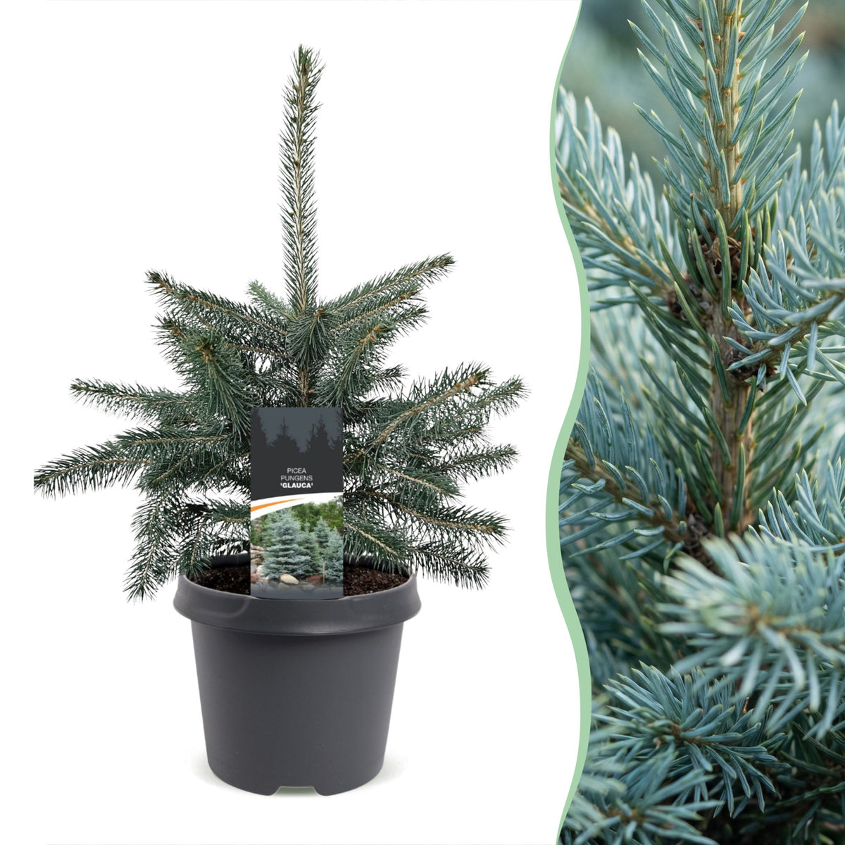Picea pungens Glauca (julegran) – Ø23 cm, 60 cm høj