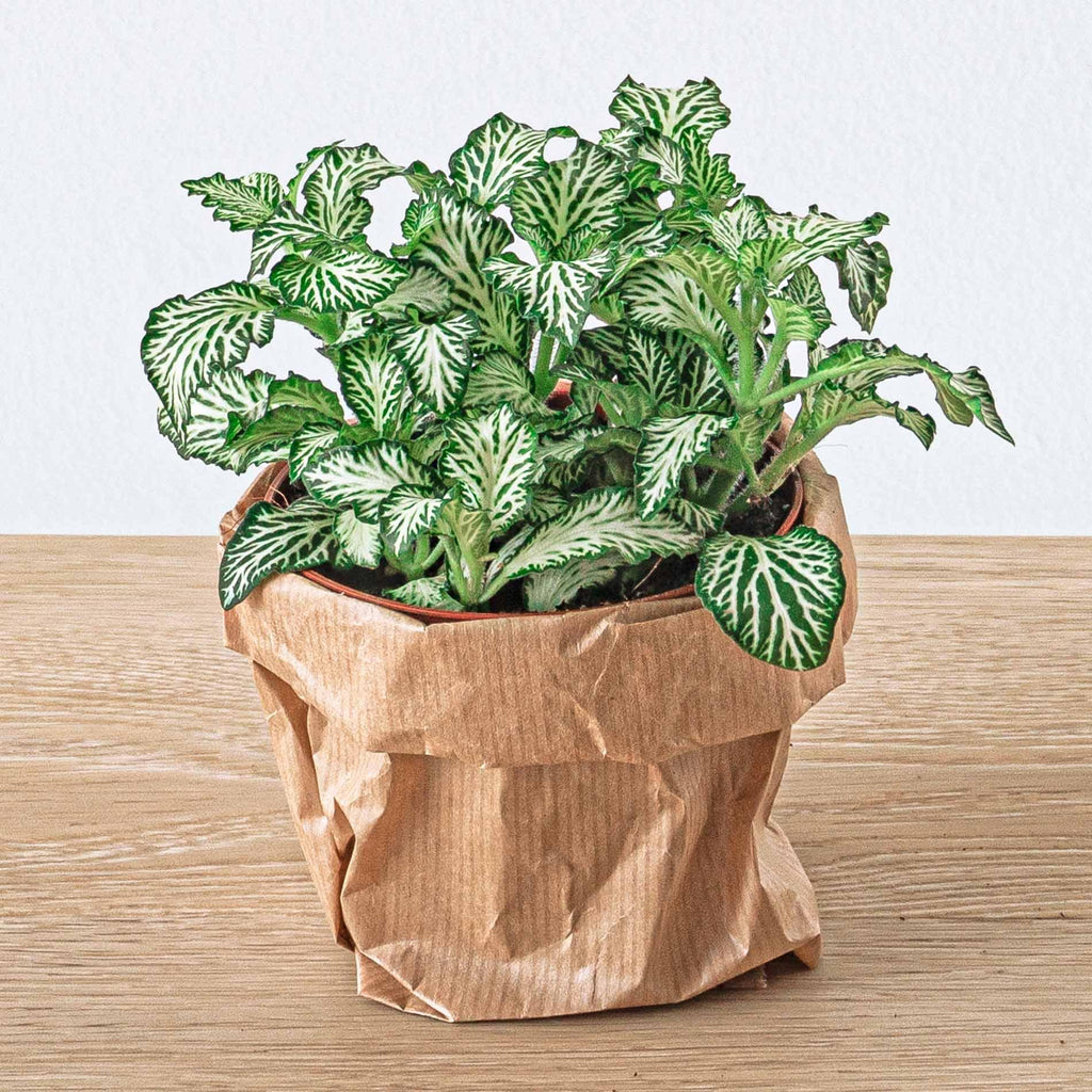 Ficus Ginseng bonsai – Ø6 cm – terrarium navulling startpakket