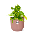 Philodendron scandens ‘Brasil’ in ELHO Vibes Fold 14cm roze – 20 cm hoog