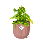 Philodendron scandens ‘Brasil’ in ELHO Vibes Fold 14cm roze – 20 cm hoog