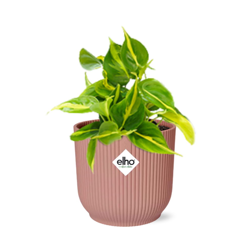 Philodendron scandens ‘Brasil’ in ELHO Vibes Fold 14cm roze – 20 cm hoog