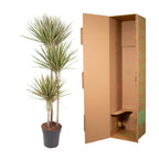 Dracaena Bicolor (dragebreg) – Ø24 cm, 150 cm høj