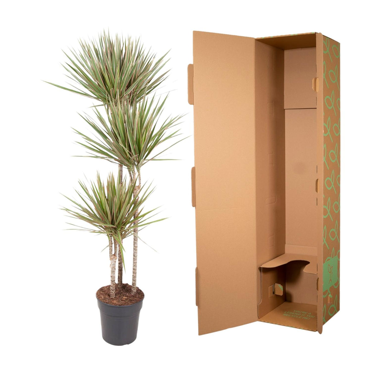 Dracaena Bicolor (drakträd) – Ø24 cm, 150 cm hög