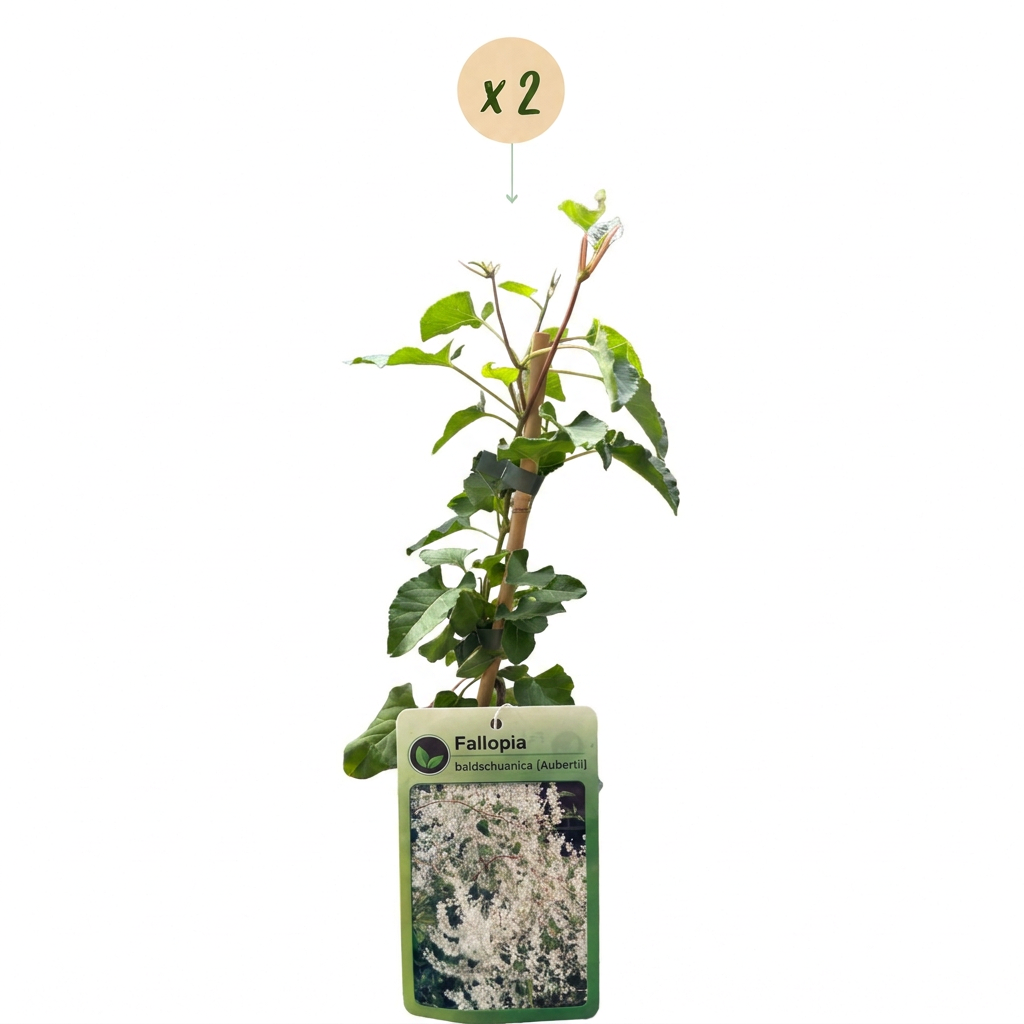 Fallopia aubertii (bruidssluierplant) – wit – 2 planten, Ø9 cm, 35 cm hoog