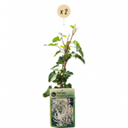 Fallopia aubertii (bruidssluierplant) – wit – 2 planten, Ø9 cm, 35 cm hoog