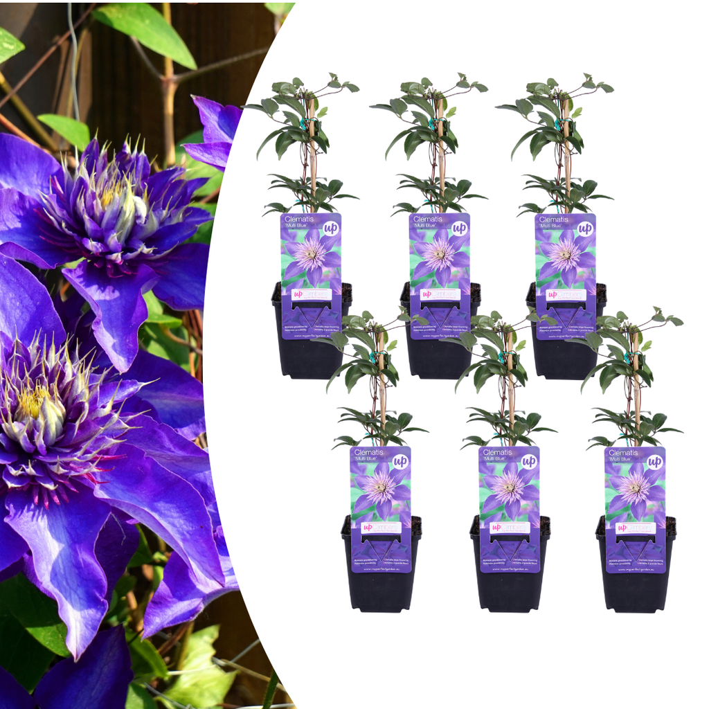 Clematis 'Multi Blue' (Waldrebe) – 6 Pflanzen