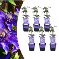 Clematis 'Multi Blue' (Waldrebe) – 6 Pflanzen