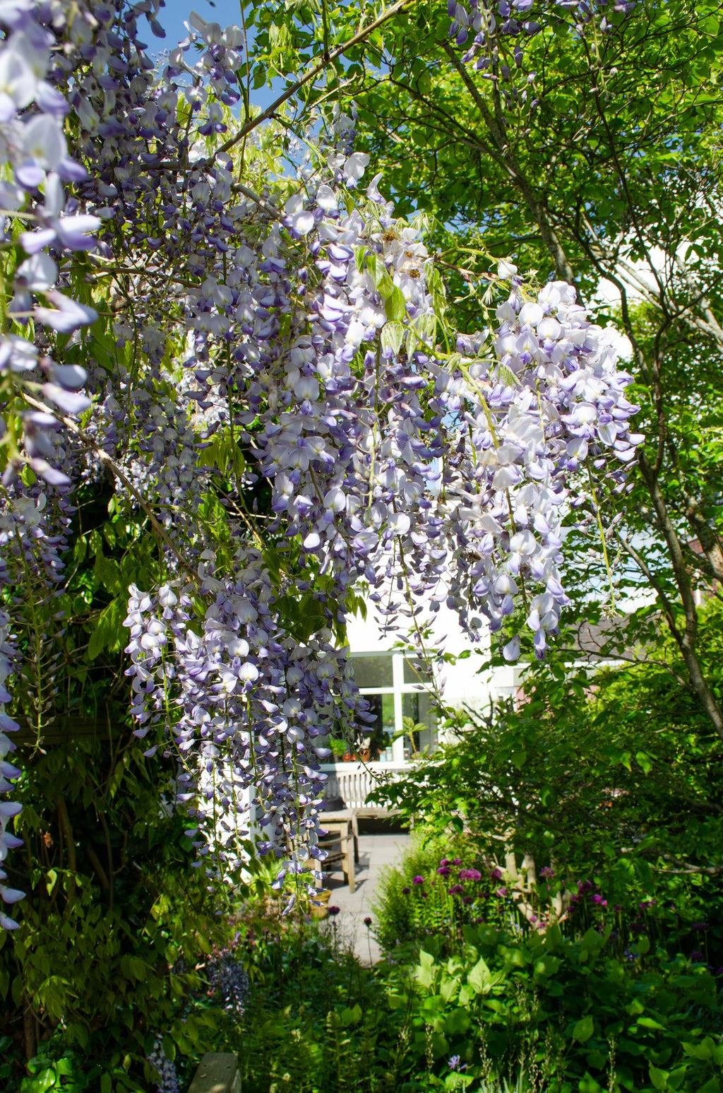 Wisteria sinensis 'Caroline' (purple rain) – Ø15 cm, 65 cm high – photo 5
