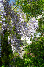 Wisteria sinensis 'Caroline' (purple rain) – Ø15 cm, 65 cm high