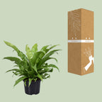 Asplenium Antiquum (fugleredbreg) – Ø23 cm, 60 cm høj