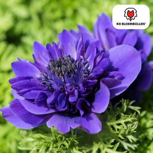 Anemone gefülltblütig – 30 Blumenzwiebeln