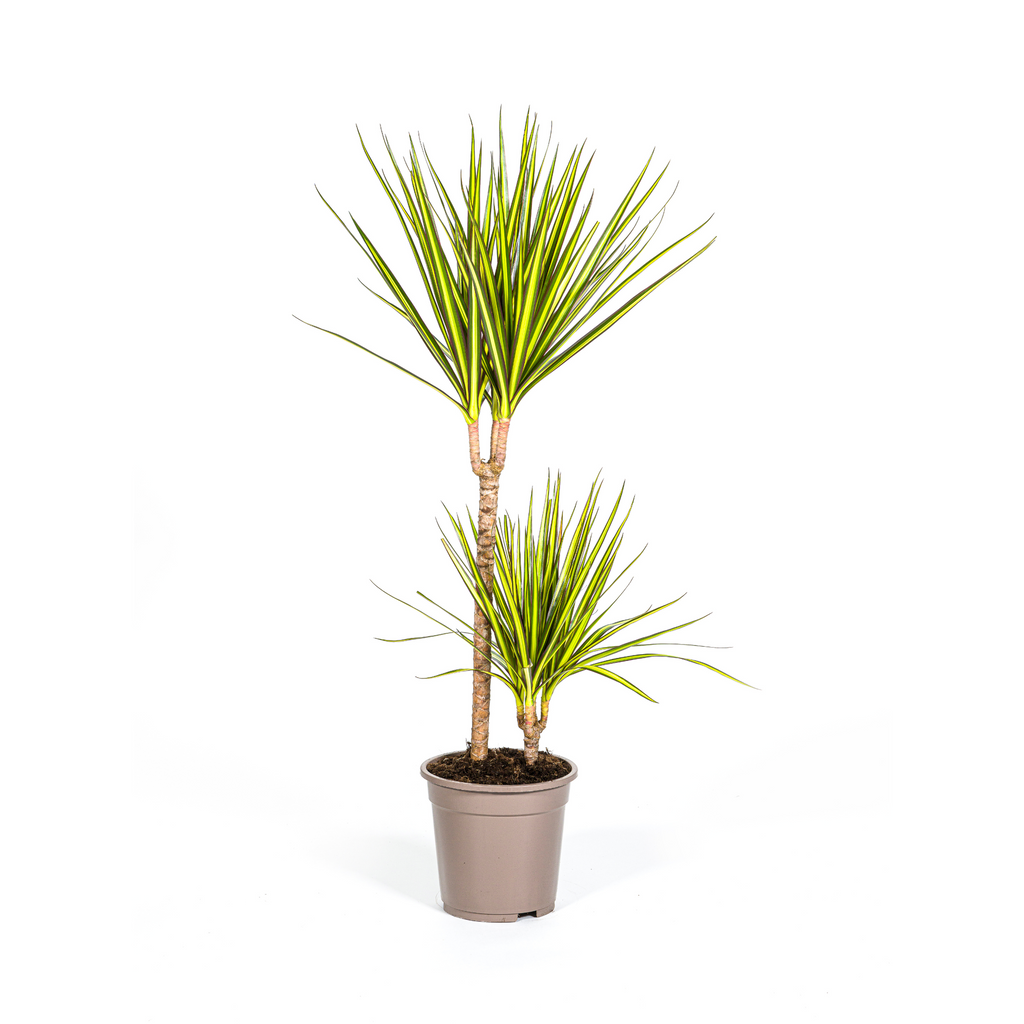 Dracaena marginata Sunray (dragetræ) – Ø19 cm, 80–100 cm høj
