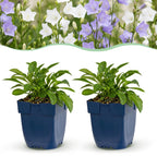 Campanula persicaria 'Duo' (Knesel) – blau-weiß – 24 Pflanzen, Ø11 cm, 15–25 cm hoch