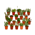 20× Vetplanten – Ø6 cm, 7 cm hoog