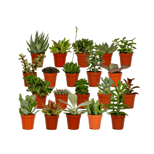 20× Succulents – Ø6 cm, 7 cm high
