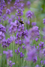Lavandula angustifolia 'Munstead' (lavendel) – 12 planten, Ø9 cm, 10–25 cm hoog