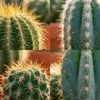 18× Mini Cactus Set (Cactaceae) – Ø6 cm, 5–10 cm hoog
