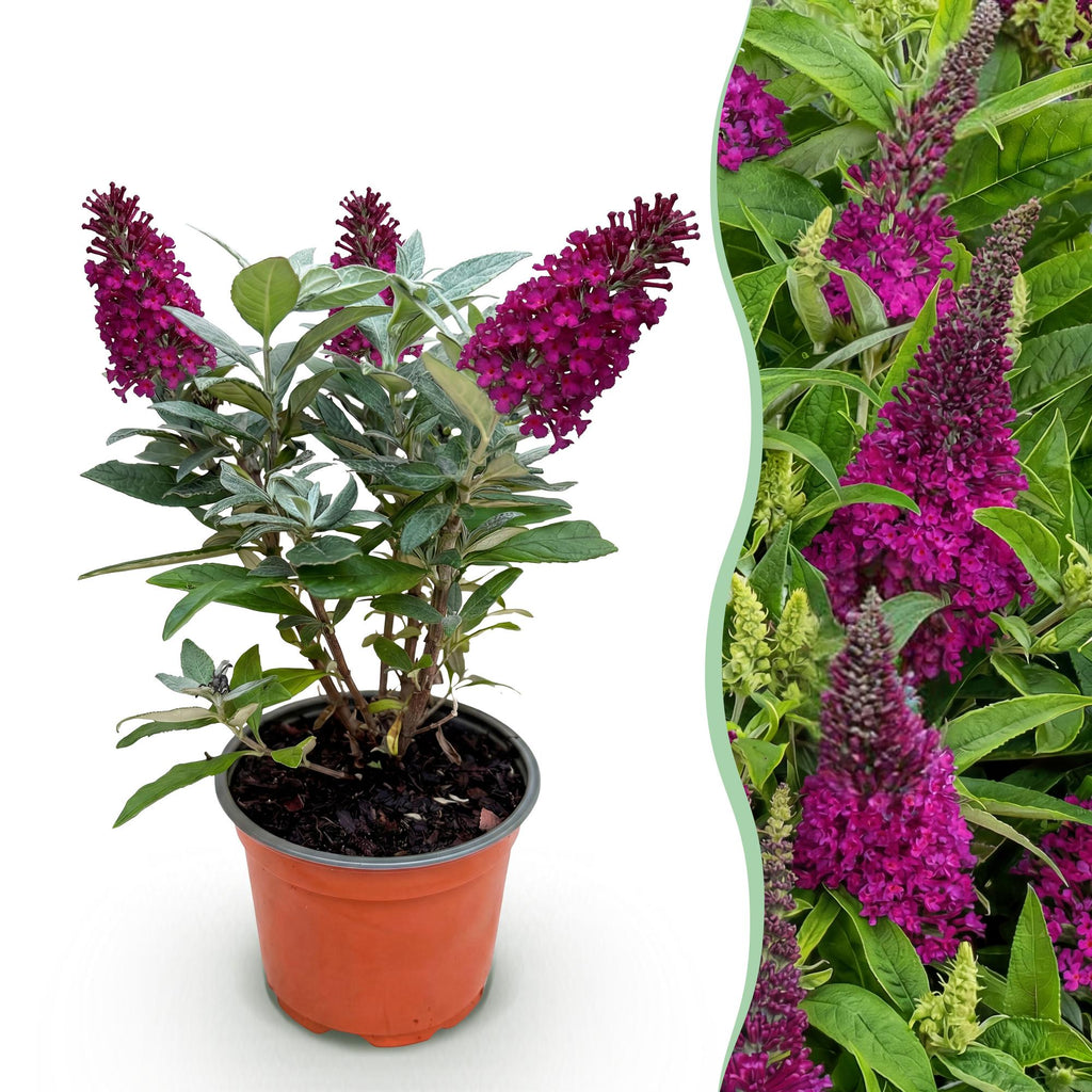 Buddleja davidii 'Butterfly Candy Little Ruby' (Fliederblume) – rot – Ø12 cm, 20–25 cm hoch