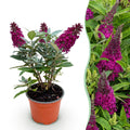 Buddleja davidii 'Butterfly Candy Little Ruby' (Fliederblume) – rot – Ø12 cm, 20–25 cm hoch
