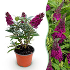 Buddleja davidii 'Butterfly Candy Little Ruby' (Fliederblume) – rot – Ø12 cm, 20–25 cm hoch