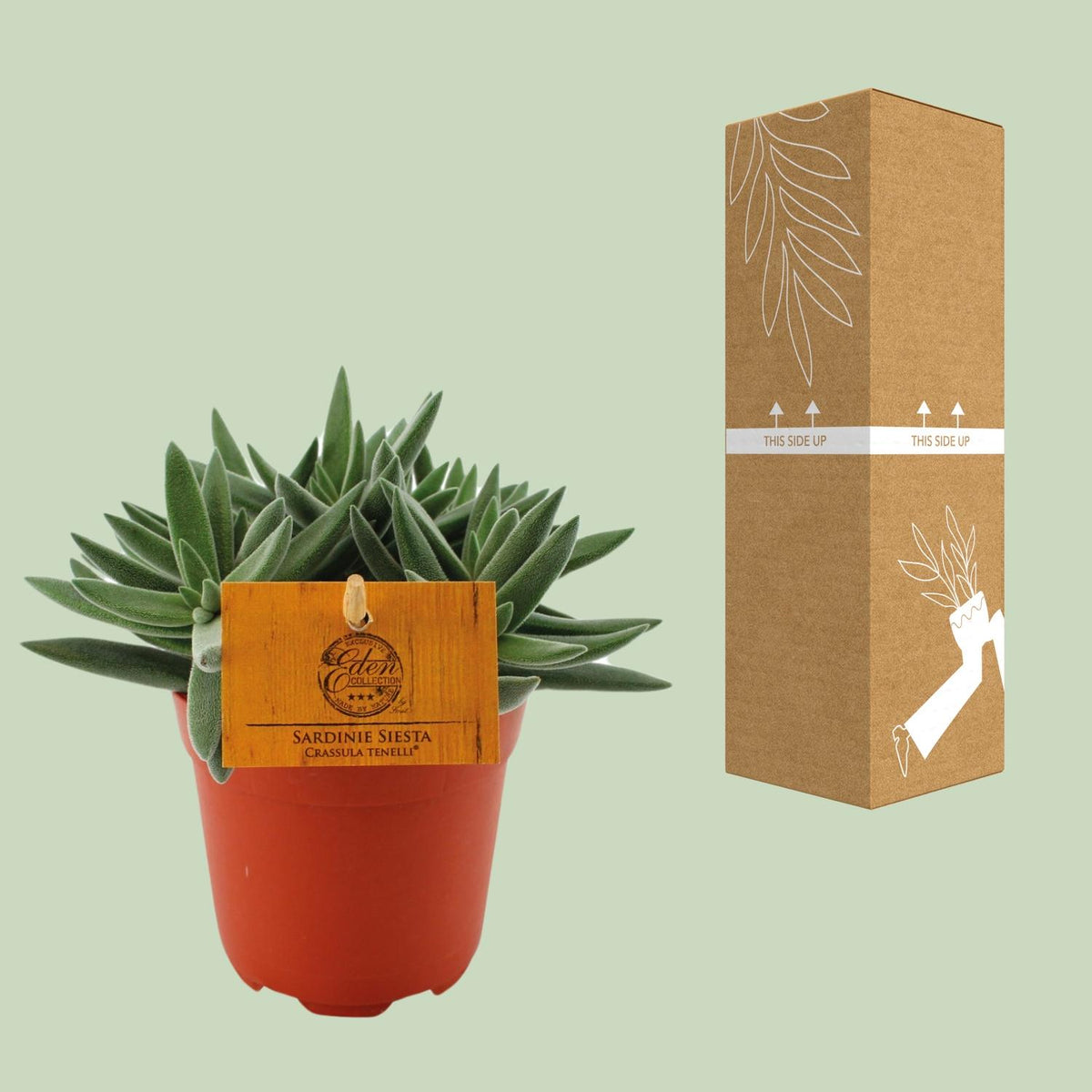 Crassula Tenelli (jadeplant) – Ø11 cm, 15 cm hoog