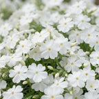 Phlox 'Maischnee' (Leitkraut) – weiß – Ø11 cm, 15–25 cm hoch